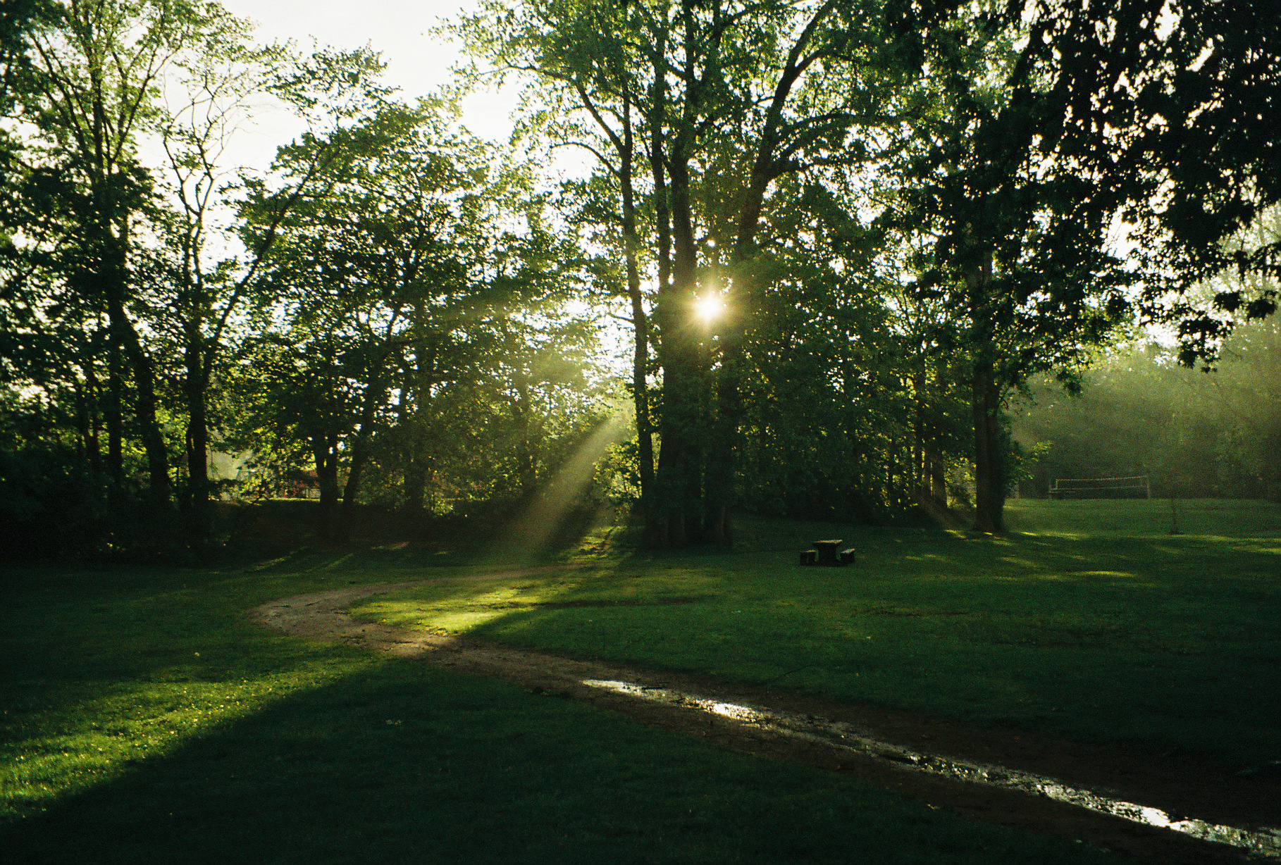 Sunlight breaking through a canopy of green trees over an empty park path