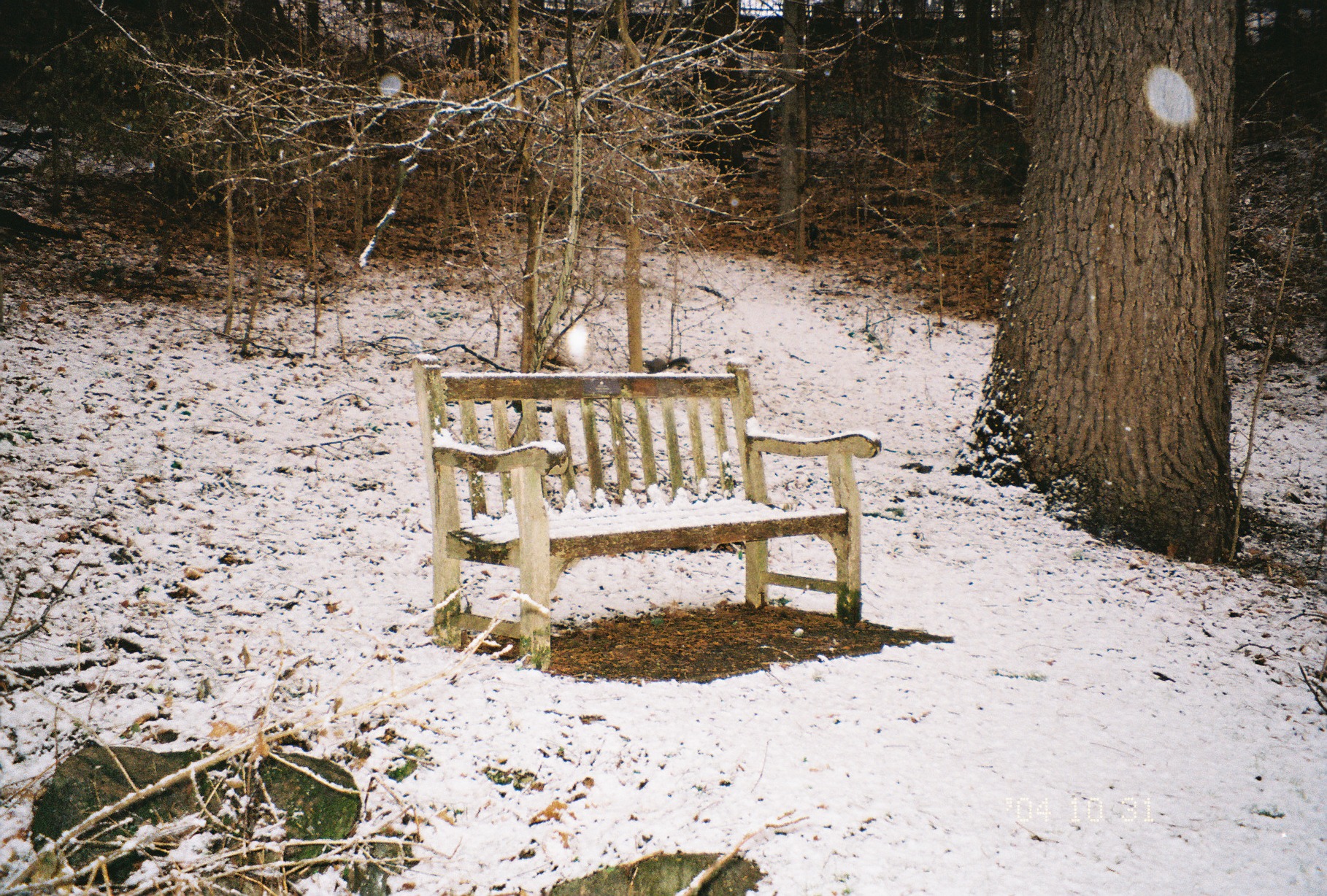 A snow-covered wooden bench in Nichols Arboretum beside a large tree