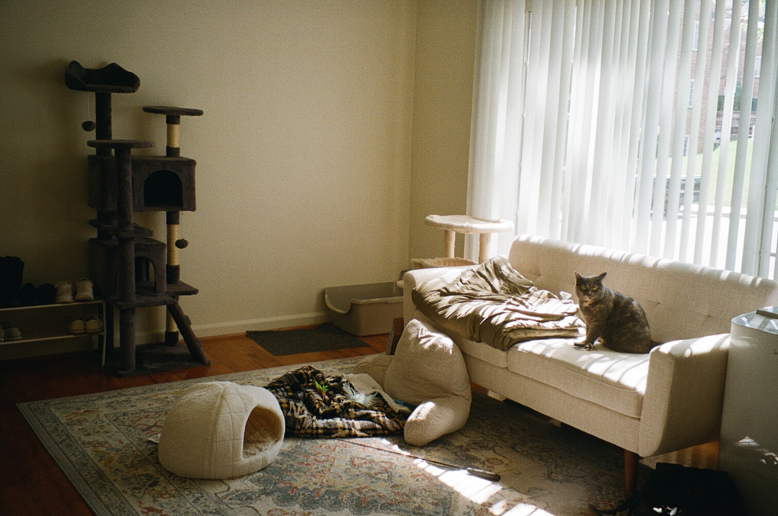 Tabassum's living room with a tall cat tree on the left and Sage sitting on a white couch by a window